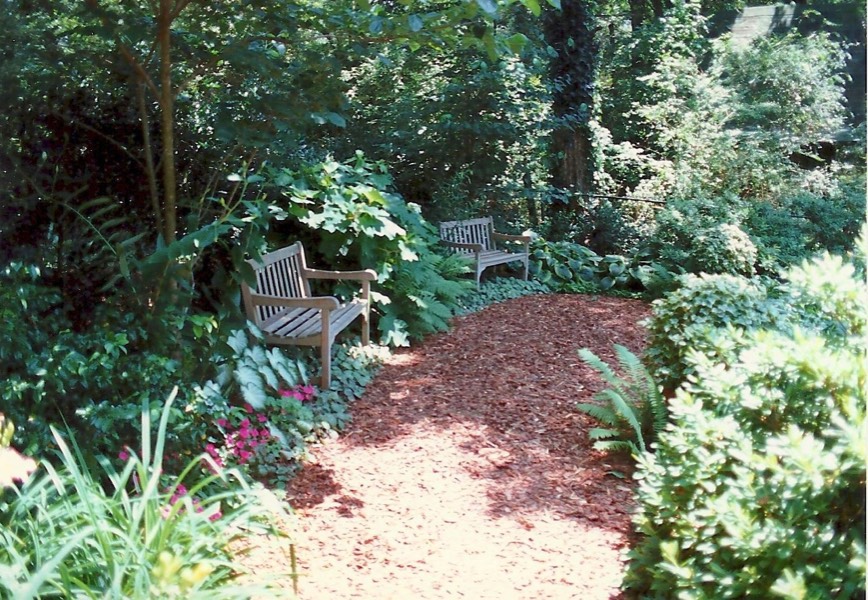 Shady side yard woodland